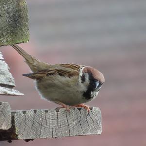 Eurasian Tree Sparrow