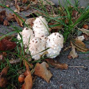 Shaggy Mane