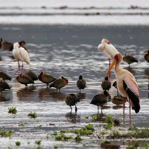 Yellow-billed Stork