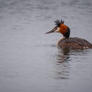 Great Crested Grebe