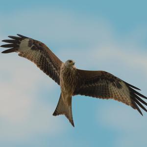 Red Kite