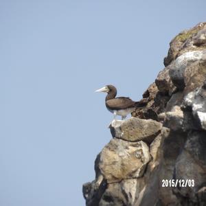 Brown Booby