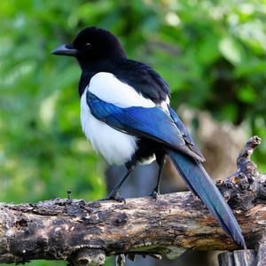 Black-billed Magpie