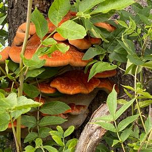 Beefsteak Polypore