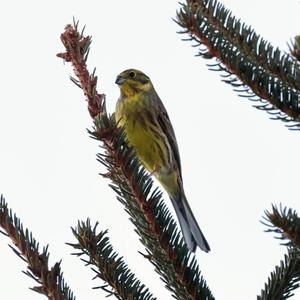 Yellowhammer