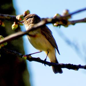 Common Chiffchaff