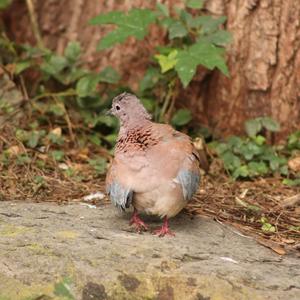 Laughing Dove