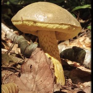 King Bolete