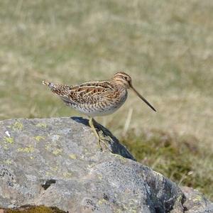 Common Snipe