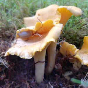 Chanterelle, Common