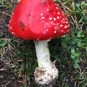 Fly Agaric