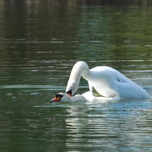 Mute Swan