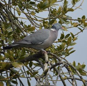 Common Wood-pigeon