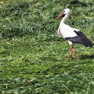 White Stork