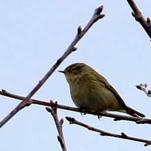 Common Chiffchaff