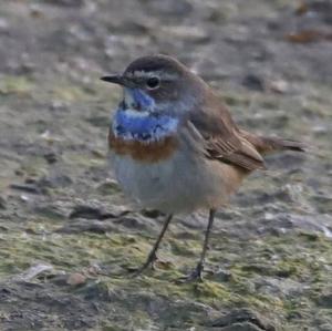 Bluethroat