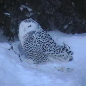 Snowy Owl