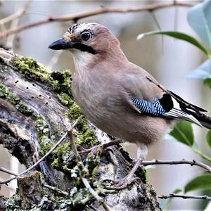 Eurasian Jay