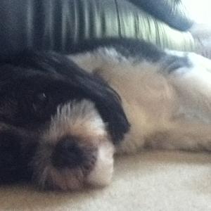Unknown Breed