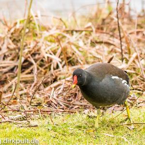 Common Moorhen