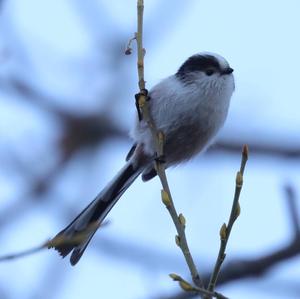 Long-tailed Tit