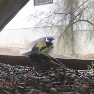 Eurasian Siskin