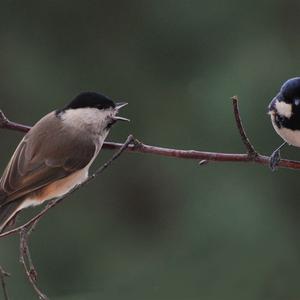 Coal Tit