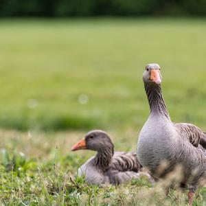 Greylag Goose