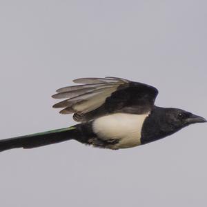 Black-billed Magpie