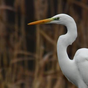 Great Egret