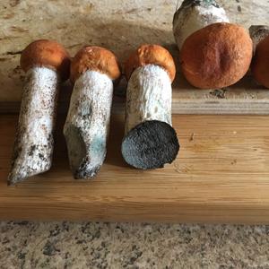 Orange Birch Bolete