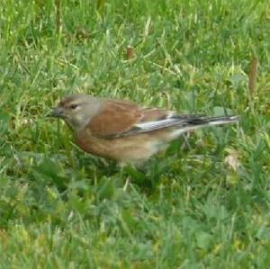 Eurasian Linnet