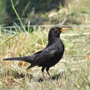 Eurasian Blackbird