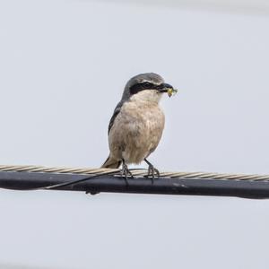 Great Grey Shrike