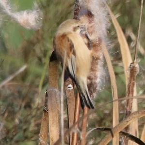 Eurasian Penduline-tit