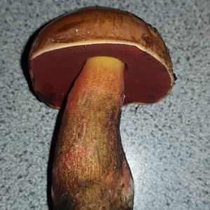 Dotted-stem Bolete