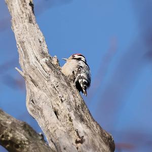 Lesser Spotted Woodpecker