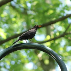 Eurasian Blackbird