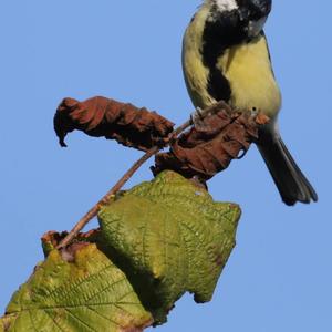 Great Tit