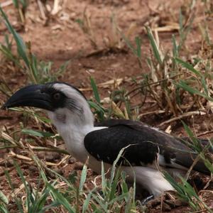 Von der Decken's Hornbill