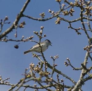 Blackcap