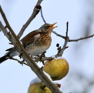 Fieldfare