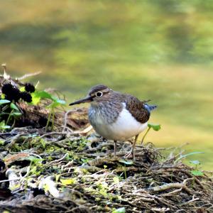 Common Sandpiper