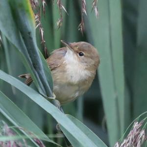 Eurasian Reed-warbler