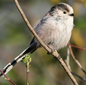 Long-tailed Tit