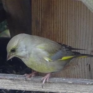 European Greenfinch