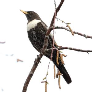 Ring Ouzel