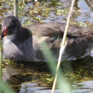 Common Moorhen