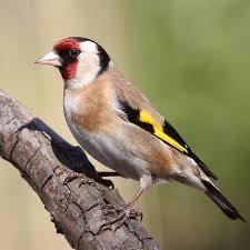 European Goldfinch