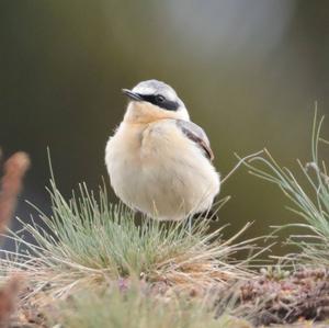 Northern Wheatear